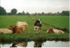 ook de koeien kijken ons na
